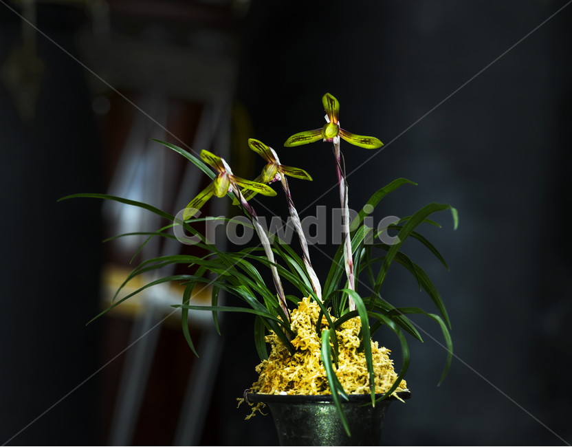 춘난,한국춘란,봄꽃,야생화,꽃,식물,자연,plants,nature,꽃,flower,실내용화초,화분,화초,house plant