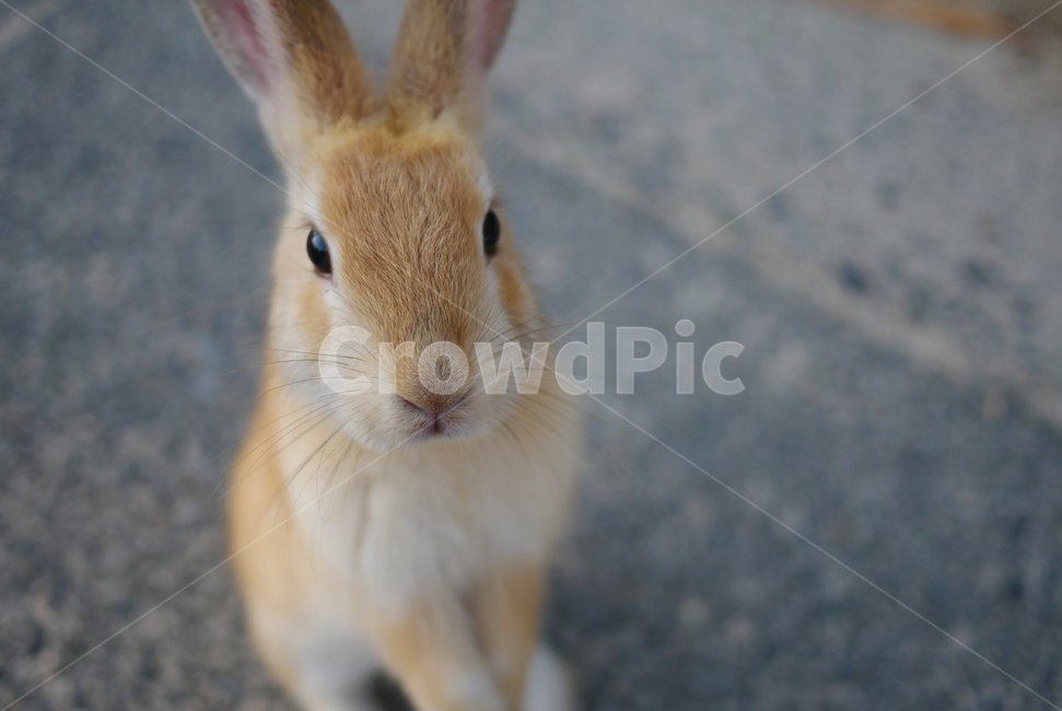 토끼섬,토끼,동물,생물,귀여움,동물,animal,포유류,mammal