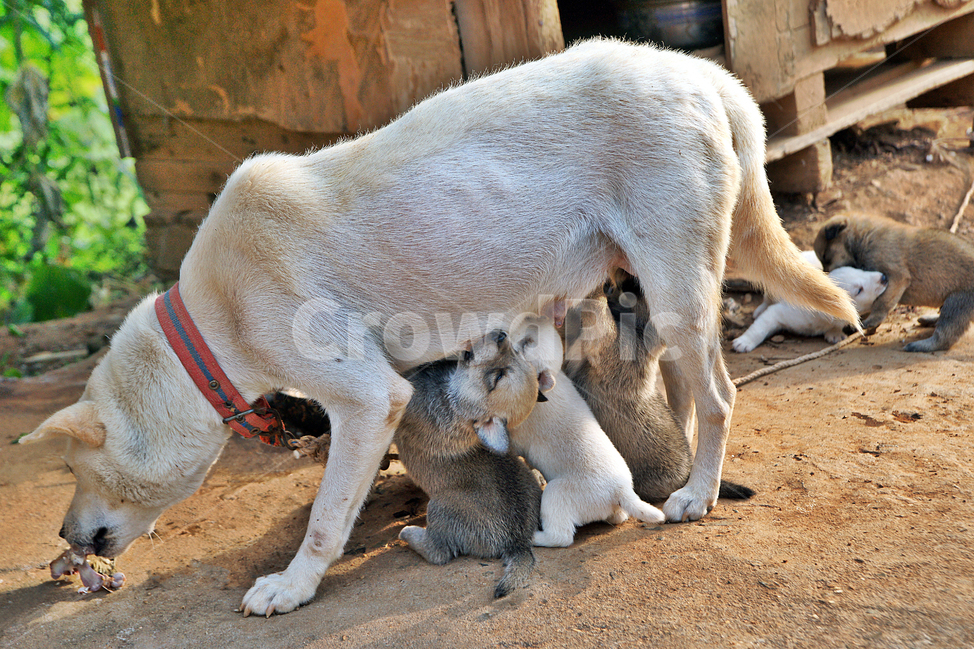 개,포유동물,새끼,멍멍이,시골개,동물,수유,젓먹이,강아지,어미개,경쟁,다툼,동물,animal,포유류,mammal,개,강아지,dog,doggy