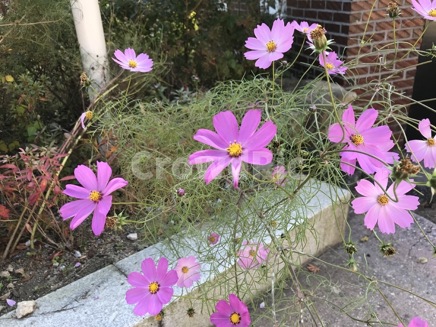 카네이션,꽃,식물,plant,flower,꽃잎,geranium,blossom,꽃,flower
