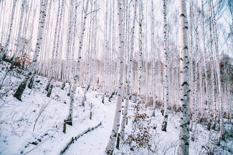 landscape photography,snow scene,snow scenery,travel photos,trees,blackandwhite,birch forest,plants,sight,Korean natural scenery,wood,Emotion,Grayscale,birch tree,Inje,nature,tree,Deputy Won,monotone,Snow Flower,background,snow,plant,monochrome,travel,kor