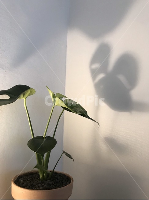 화분,몬스테라,식물,plant,잎,실내용화초,화분,화초,house plant