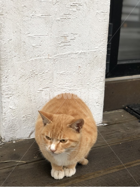 길고양이,고양이,동물,고양이발,앉아있는