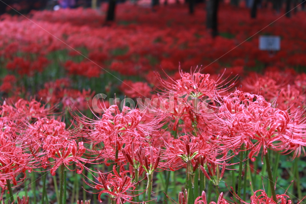 상사화,꽃무릇,꽃,flower,상사화모음,배경,식물,자연,plants,nature,꽃,flower