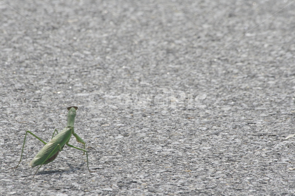 사마귀,곤충,곤충사진,사마귀사진,아스팔트사마귀,동물,animal,곤충,벌레,insect,bug