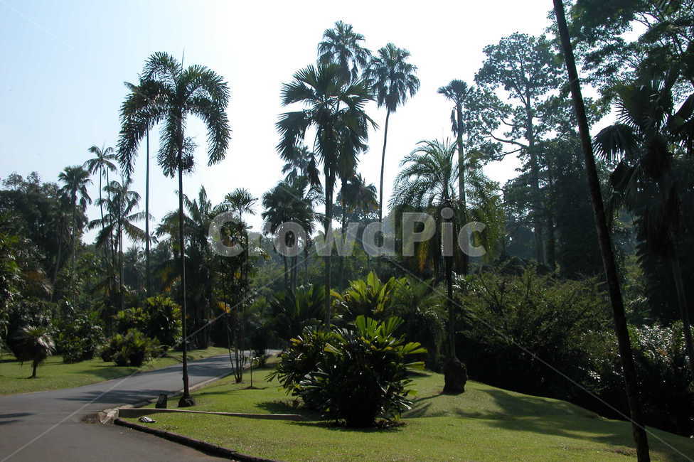 인도네시아,보고르식물원,보고르,나무,큰나무,indonesia,bogor,botanicgarden,botanic,garden,tree,bigtree