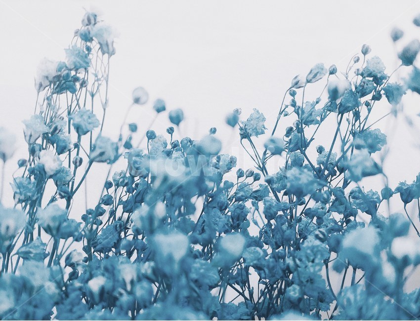 드라이플라워,꽃,안개꽃,파란꽃,flower,dryflower,파란색,파랑,Blue,Blueflowers,식물,자연,plants,nature,꽃,flower