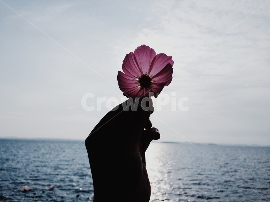 꽃,손,바다,그림자,코스모스,하늘