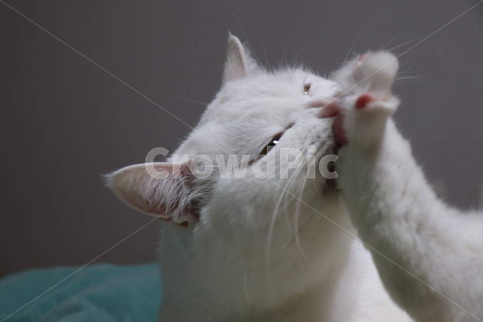 고양이,반려동물,그루밍,흰고양이,터키쉬앙고라,집냥이,동물,동물,animal,포유류,mammal,고양이,cat,kitten,kitty