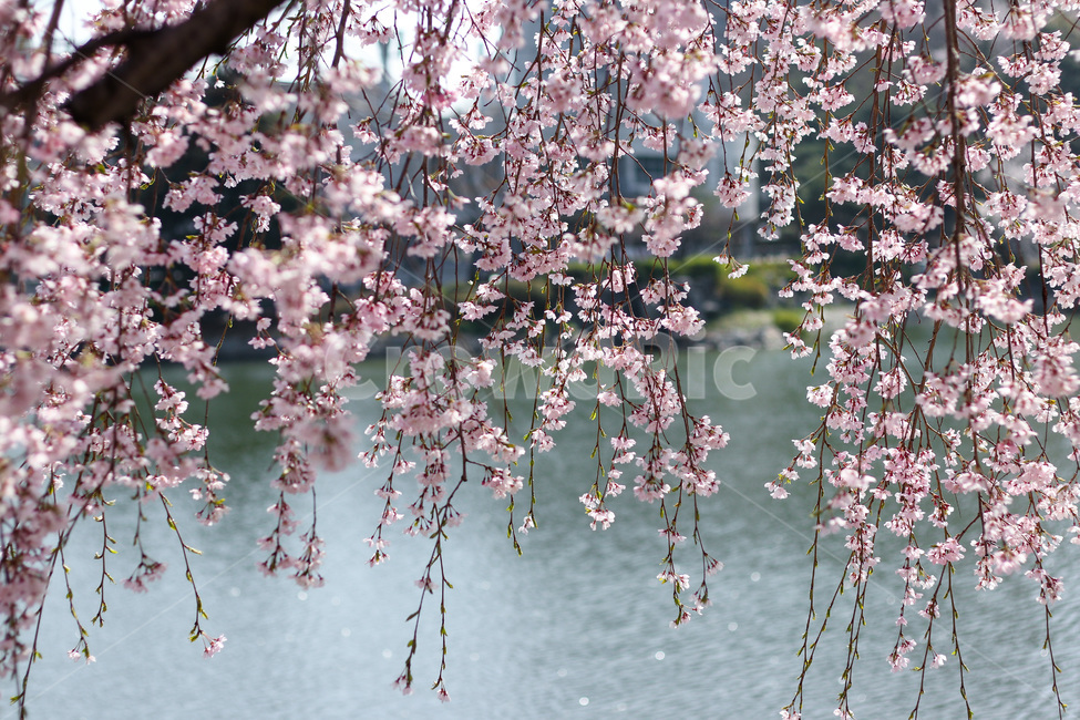 봄,봄날,봄꽃,꽃,벚꽃,식물,아름다운,계절,백색,화이트,flower,season,spring,cherryblossom,white