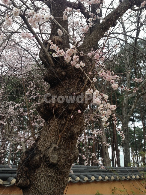 허난설헌생가,허난설헌,허균생가,허균,목조건축,고택,건축,한옥,담장,벚꽃,강릉,대한민국,한국,heonanseolheonsbirthplace,heonanseolheon,heogyunsbirthplace,heogyun,woodenarchitecture,oldhouse,architecture,hanok,wall,cherryblossoms,gangneung,republicofkorea,southkorea,한국전통,한국문화,korean traditional,korean culture,식물,자연,plants,nature,꽃,flower,나무,trees,wood,건축물,건물외관,exterior,building,structure,architecture,construction