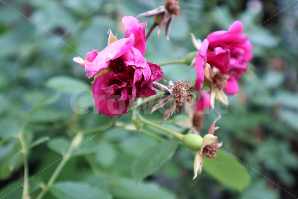 장미,6월,계절,시든장미,시간,핑크,여름시작,여름,장미의계절,감성사진,ROSE,SUMMER,나이,식물,자연,plants,nature,꽃,flower