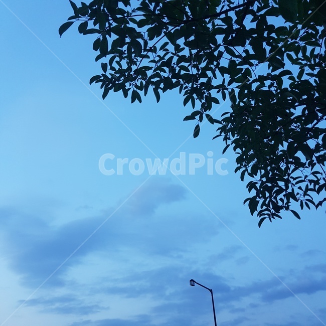 나뭇잎,하늘,구름,sky,여름