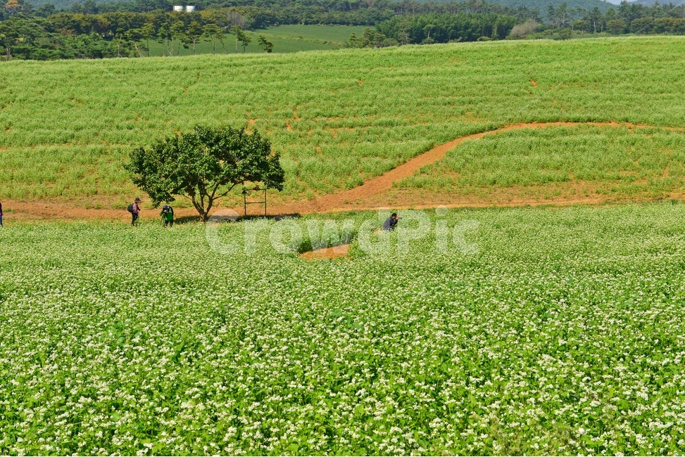 human,인간,person,사람,nature,자연,outdoors,옥외,field,들,rural,농촌,farm,농장,meadow,목초지,고창,학원농장,메밀밭,농업,농사,농경,경작