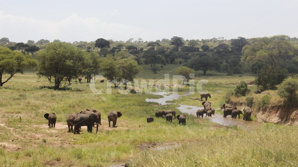 field,들,grassland,목초지,outdoors,옥외,nature,자연,코끼리가족,코끼리떼,가족,포유류,mammal