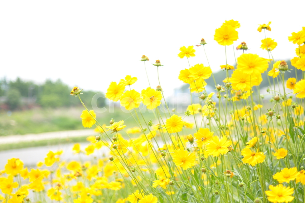 꽃,노랑,풍경,봄풍경,봄,봄,계절,spring,season,식물,자연,plants,nature,꽃,flower,field,들
