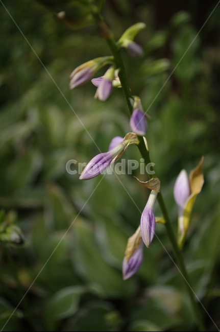 비비추,꽃,flower,식물,plant,자연