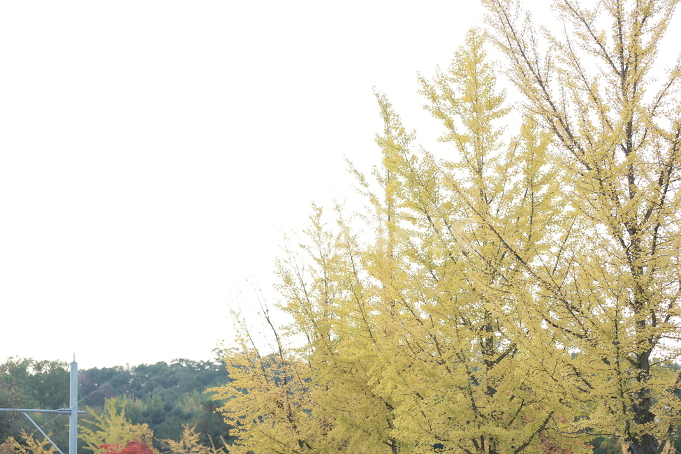 식물,나무,은행,단풍,가을,가을,계절,fall,autumn,season,식물,자연,plants,nature,나무,trees,wood,tree,plant