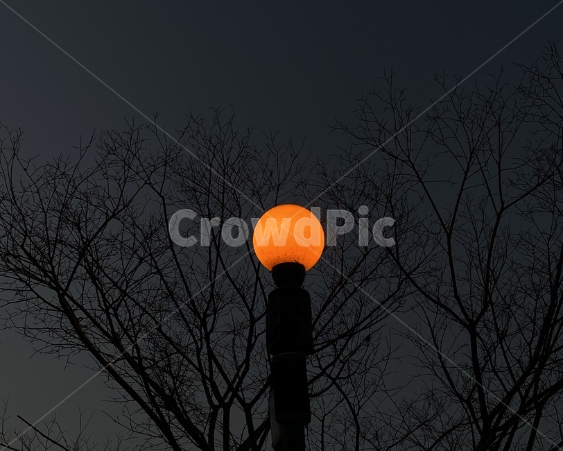 nature,자연,풍경,빛,가로등,감성,불빛,나무,새벽,light,dawn,streetlamp,lamp