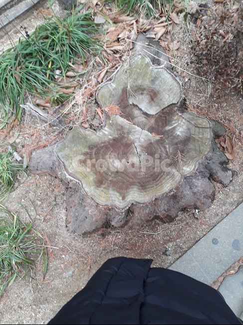 나이테,풀,나무갈라짐,나무,나무자름,불,나무,trees,wood