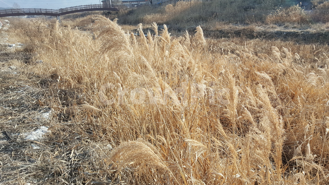 겨울,산책로,겨울풍경,야외,겨울산책로,공원,풍경,겨울,계절,winter,season,자연,풍경,nature,landscape,grass,잔디,plant,식물,lawn,reed,갈대