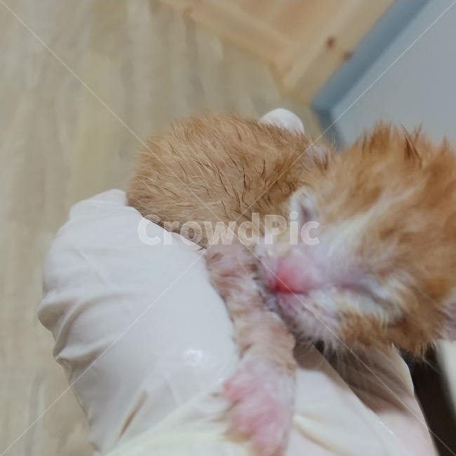 고양이,새끼고양이,동물,kitty,kitten,동물,animal,포유류,mammal,고양이,cat,kitten,kitty
