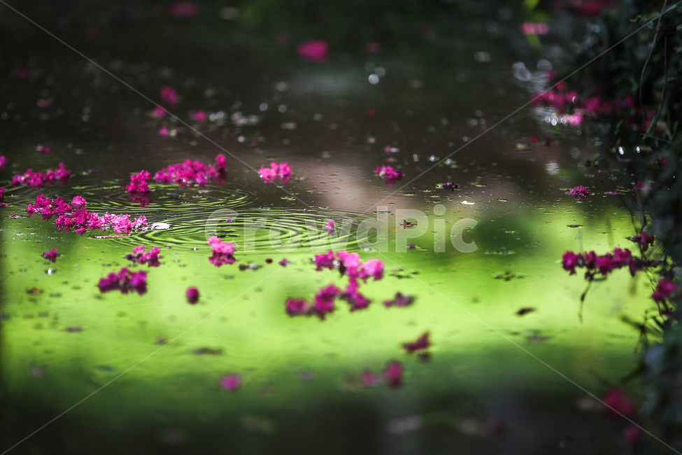 꽃,꽃잎,식물,flower,백일홍,낙화,여름,식물,자연,plants,nature,꽃,flower