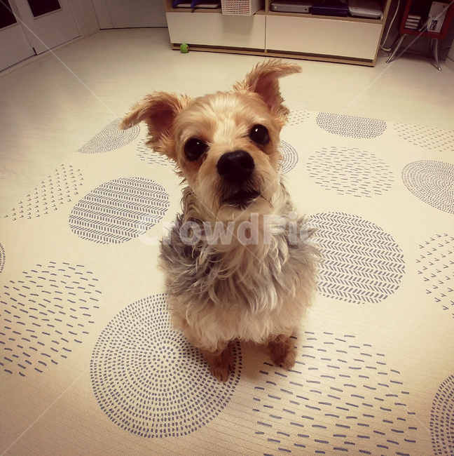 개,강아지,애견,도그,dog,동물,animal,포유류,mammal,개,강아지,dog,doggy