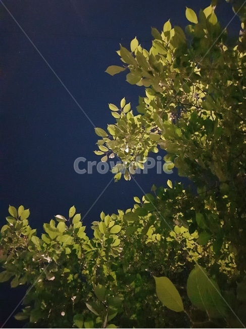 나뭇잎,나무,여름,여름밤,leaves,tree,nightview,night,sky,밤하늘,밤,하교길,풍경,푸른,초록,어둠,조명