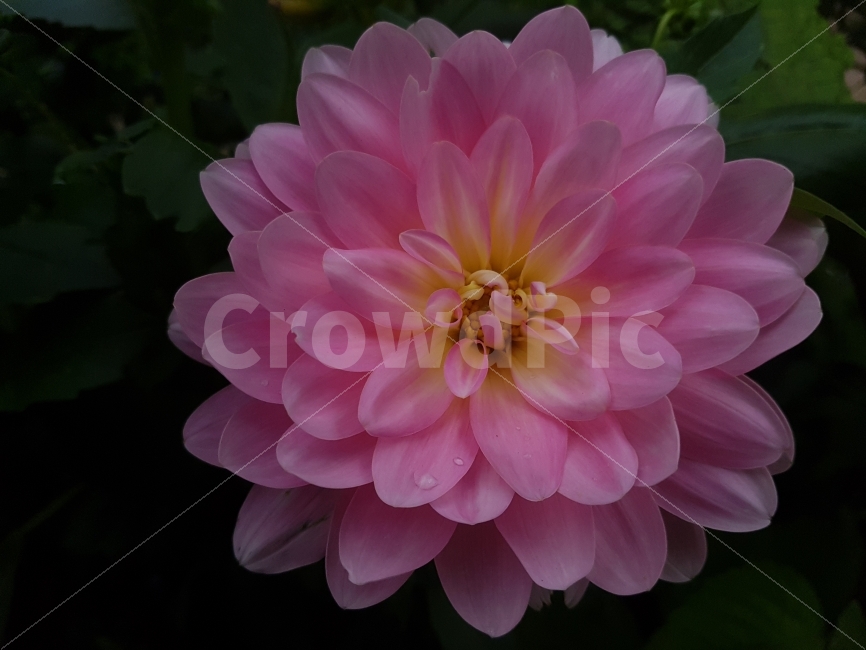 꽃,식물,자연,예쁜식물,식물사진,꽃사진,핑크꽃,식물,자연,plants,nature,꽃,flower