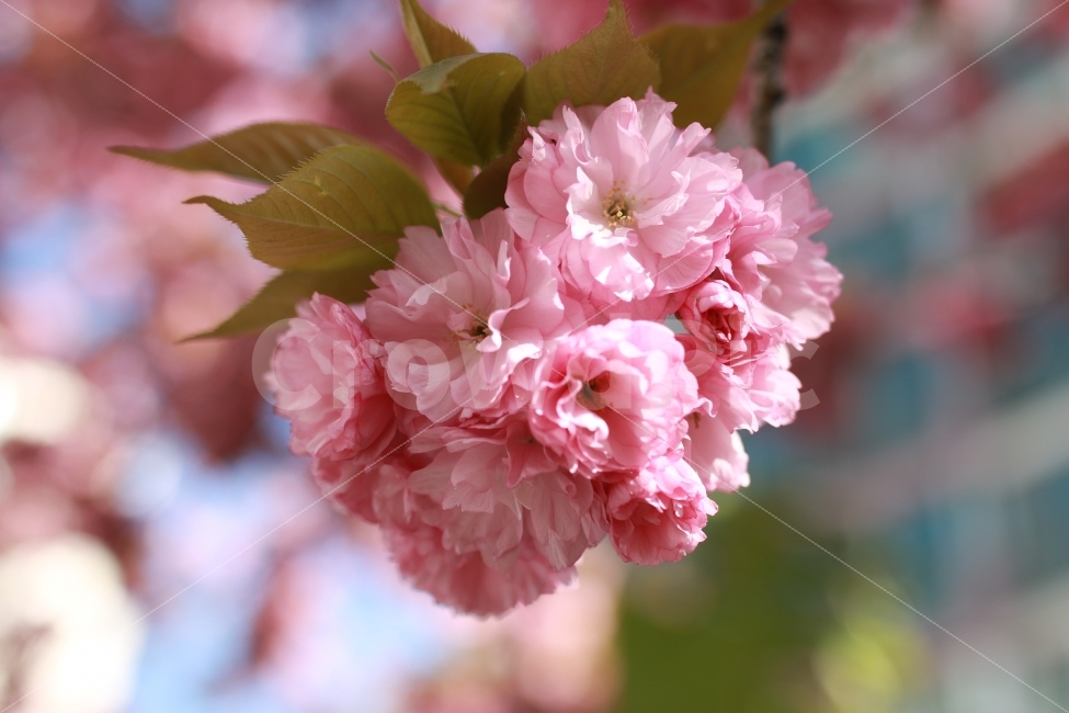 대한민국,컬러,파스텔,벚꽃,왕벚꽃,풍경,봄,분홍색,식물,자연,plants,nature,봄,계절,spring,season,꽃,flower,plant,blossom