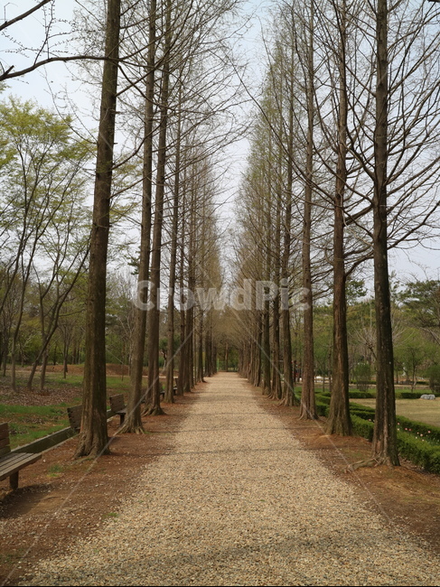 흙길,road,도로,dirtroad,자갈,봄,나무