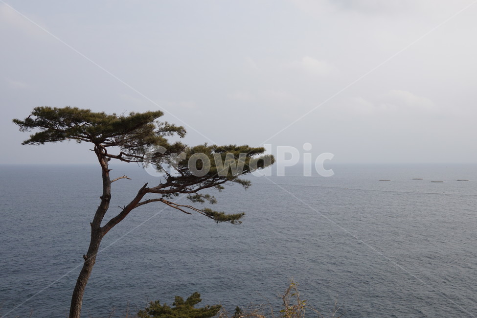 나무,tree,자연,바다,배경,nature,식물