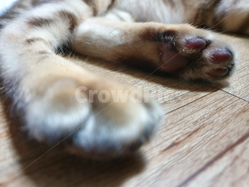고양이발바닥,젤리,애완묘,고양이,아깽이