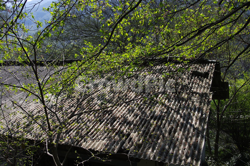 지붕,나무,식물,plant,봄,spring,초록,자연,풍경,nature,landscape