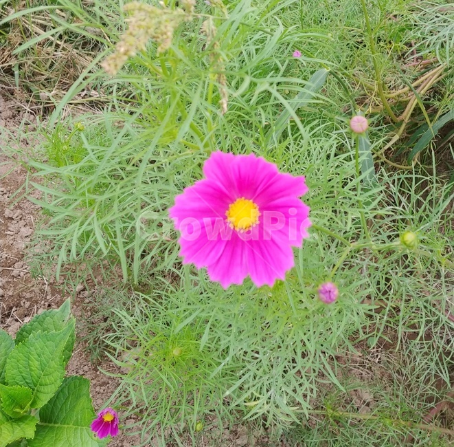 식물,plant,꽃,분홍꽃,자연,힐링