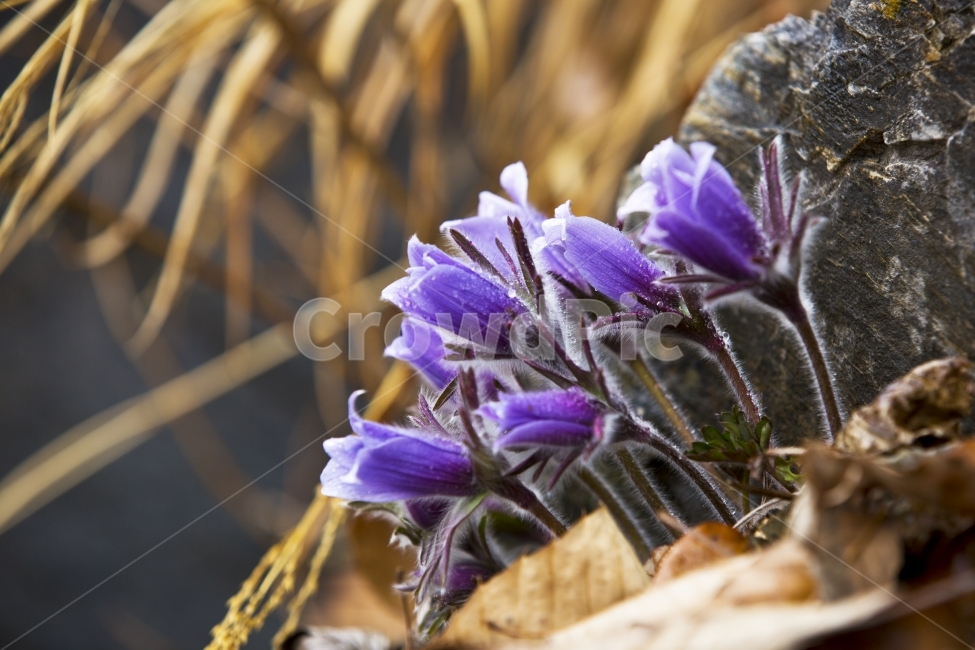 동강할미꽃,동강,절벽에피는꽃,정물,꽃,식물,자연,plants,nature,꽃,flower