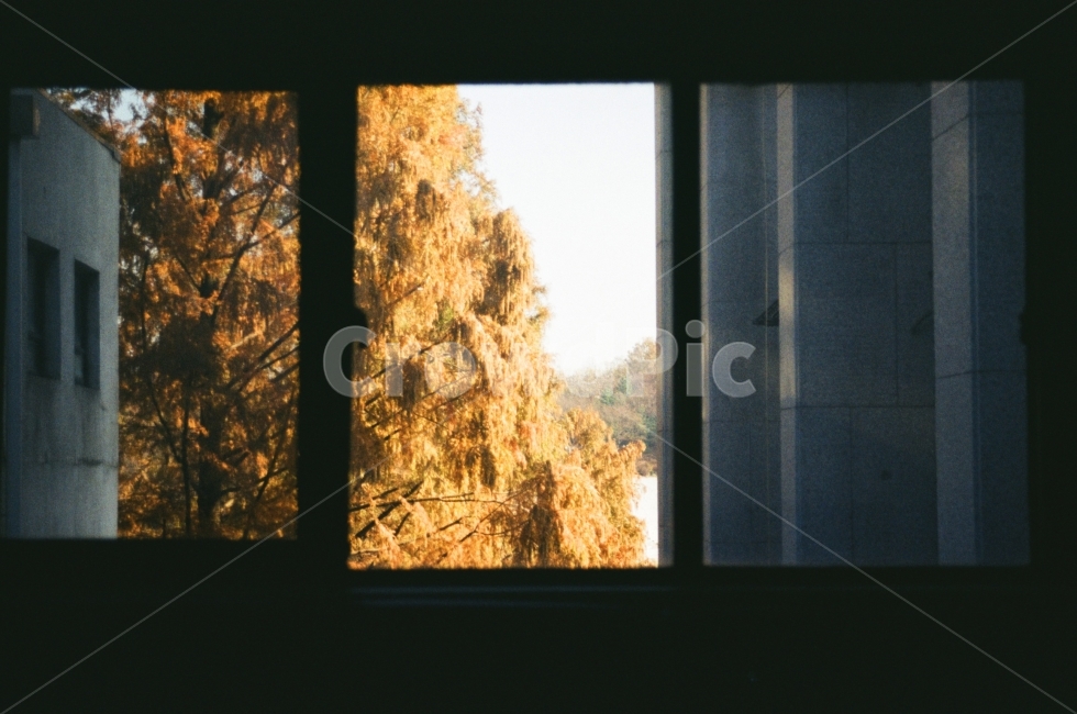 풍경,landscape,단풍,자연경관,자연,nature,나무,감성사진,창문,window,빛,light,가을,계절,fall,autumn,season,감성,sensible,feeling