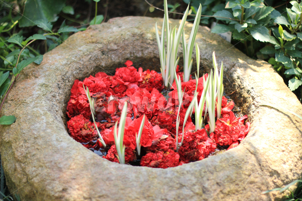 plant,식물,수반,돌수반,동백,camellia,waterpond,동백나무,grass