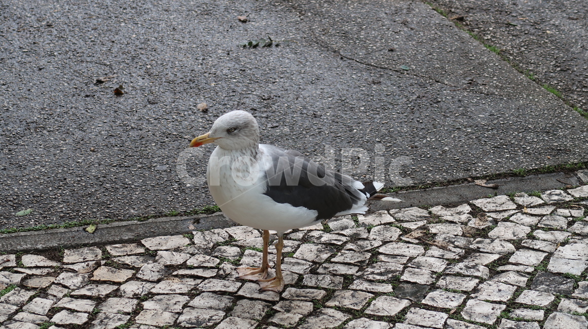 보도,path,통로,animal,동물,bird,새,동물,animal,조류,새,birds