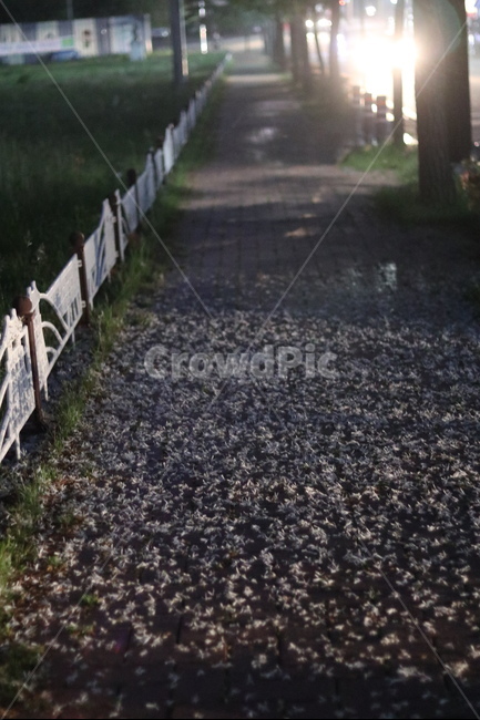 불빛,야경,이팝나무꽃,밤,거리,봄,계절,spring,season,야경,밤,풍경,nightscape,night,landscape,asphalt,아스팔트,road,도로,dirt road,흙길,gravel,자갈