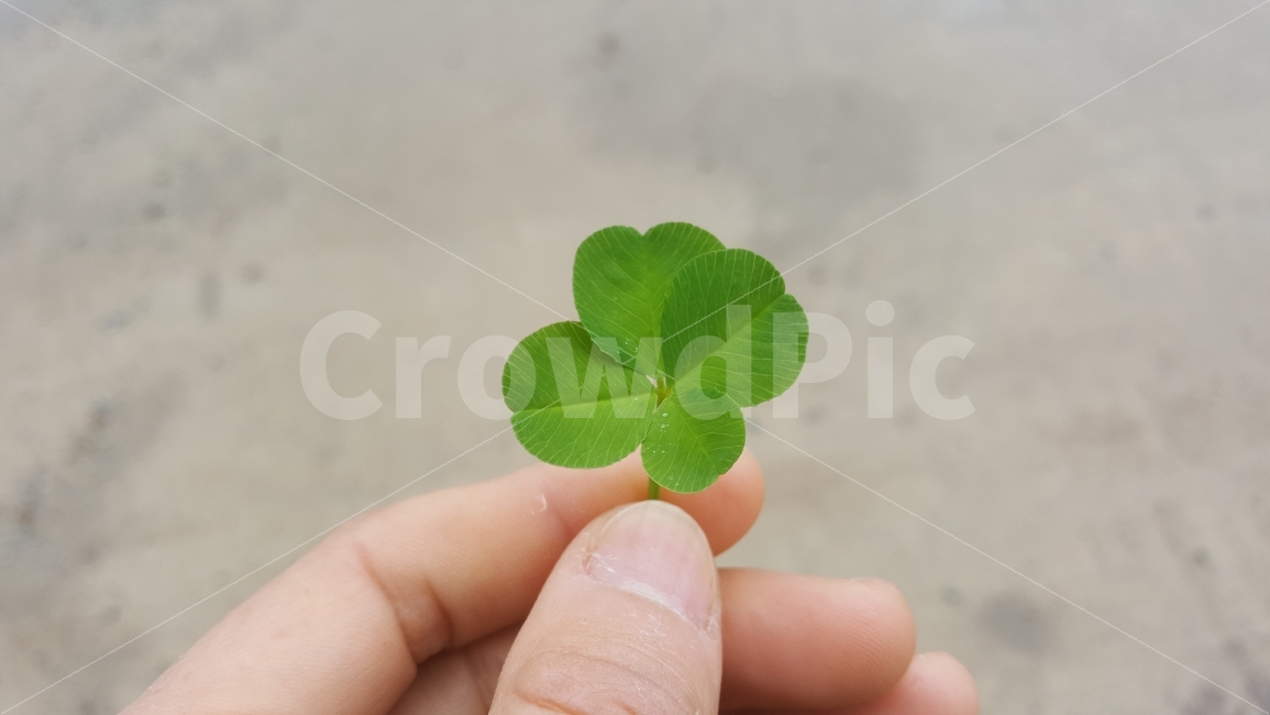 네잎클로버,자연,손,fourleafclover,hand,식물,자연,plants,nature,사람,인물,인간,human,person