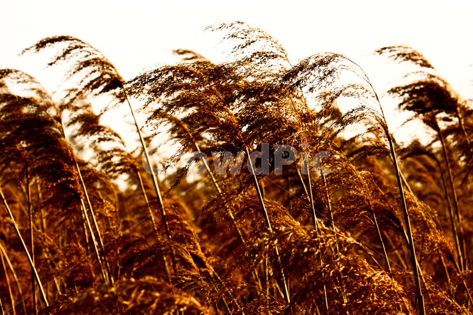 가을,갈대,바람,격정,흔들림,가을,계절,fall,autumn,season,식물,자연,plants,nature,plant,grass,잔디,lawn,reed