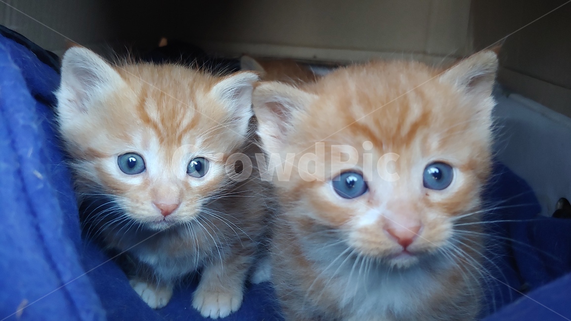 kitten,고양이새끼,cat,고양이,포유류,mammal,animal,동물,pet,동물,animal,포유류,mammal,고양이,cat,kitten,kitty