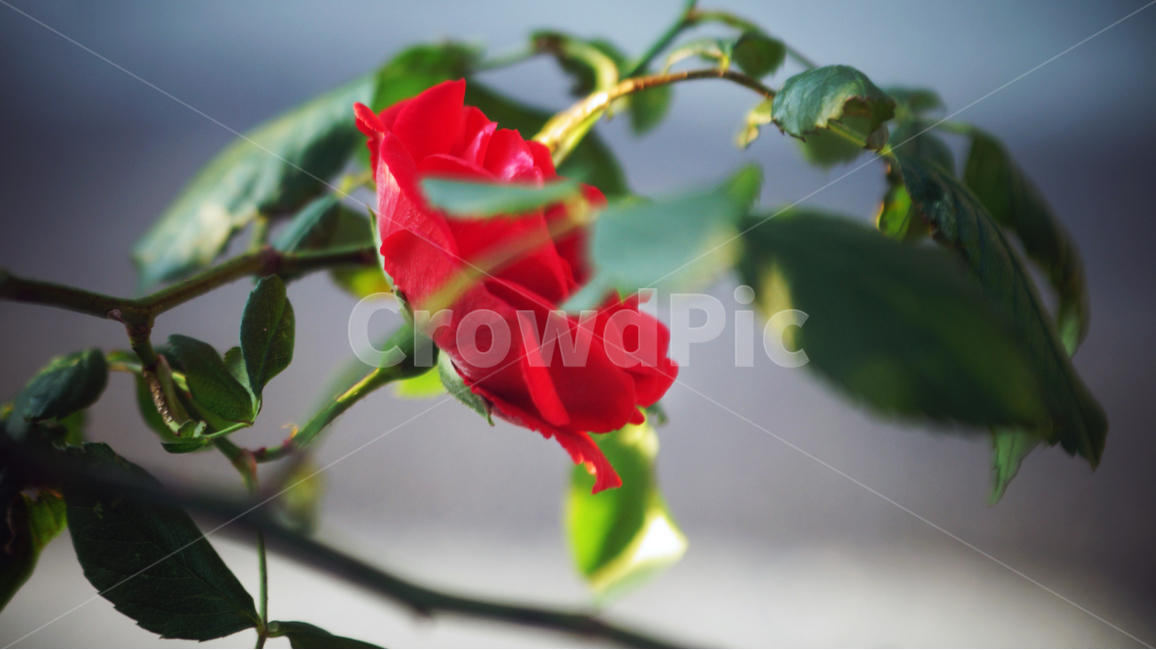 장미,꽃,분위기,빨간장미,따뜻함,flower,redrose,mood,warm,red,color,colorful,rose,식물,자연,plants,nature,꽃,flower