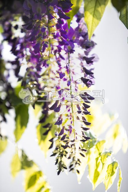 자연,꽃,plant,식물,등나무꽃