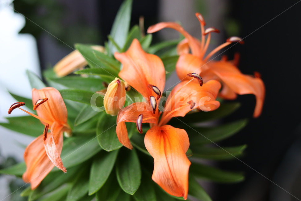 plant,식물,꽃,주황,봄