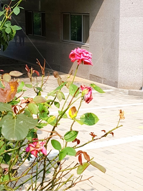 장미,맑음,꽃,식물,햇빛