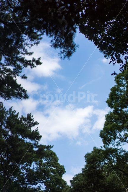 하늘,하트모양,하트,나무,하트모양하늘,자연,풍경,nature,landscape,tree,plant,식물,outdoors,옥외