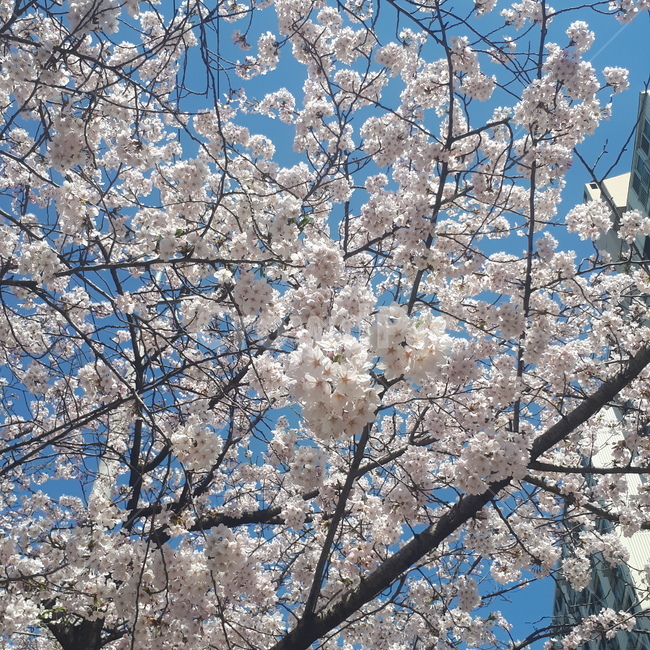 벚꽃,나무,꽃,봄,하늘